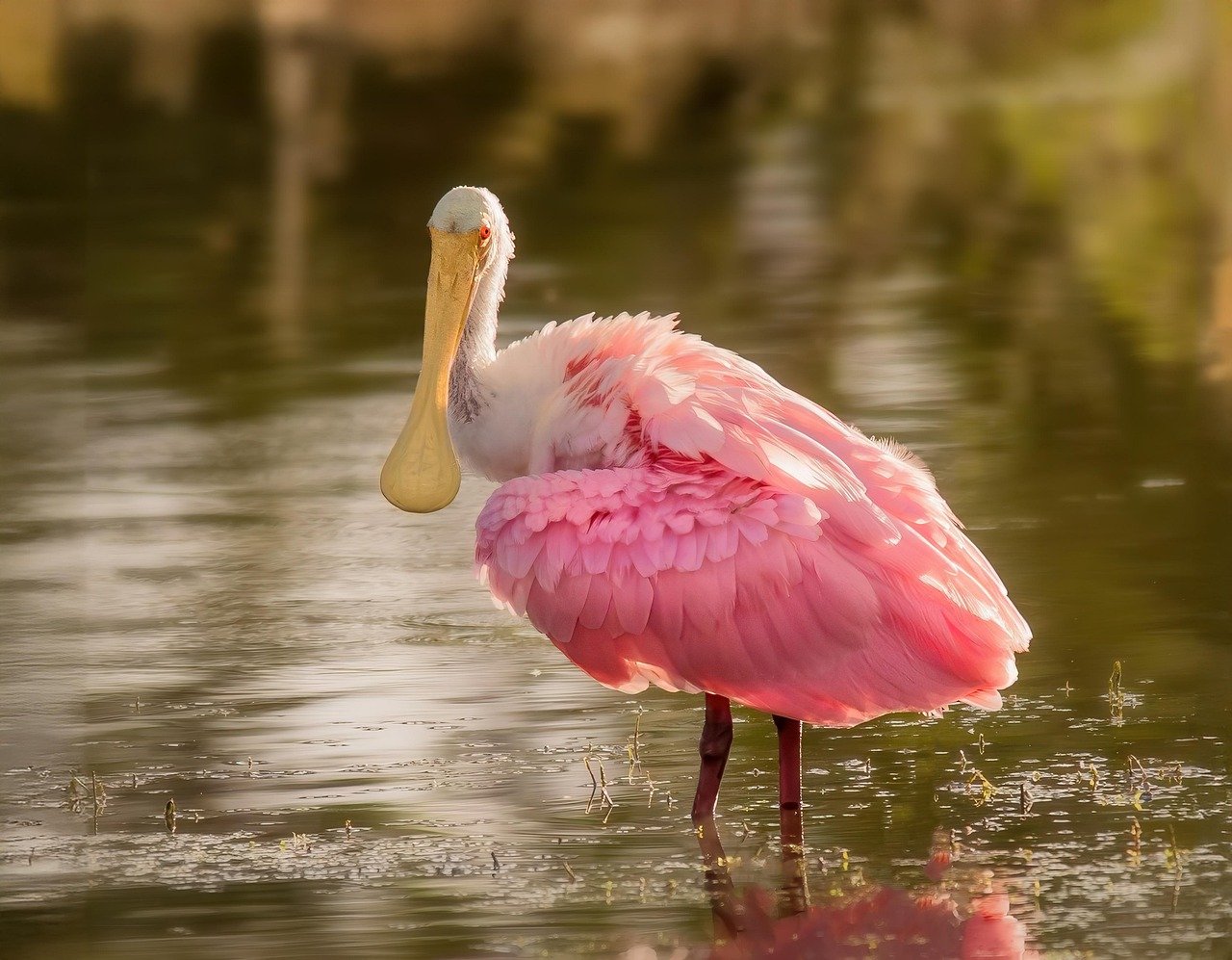 spoonbill, bird, wildlife, nature, bill